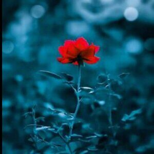 Meet your Posher, Erwin